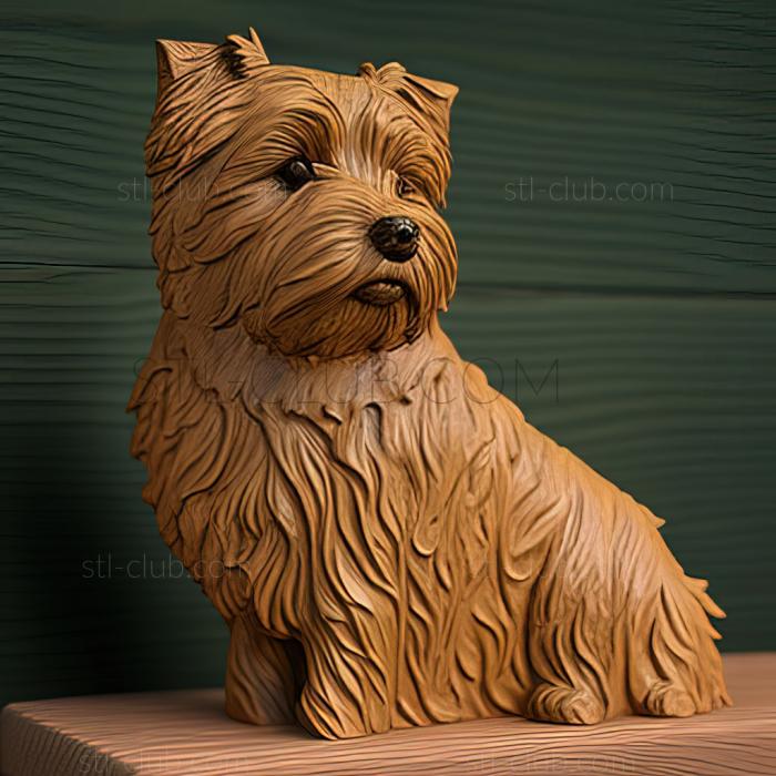 st Norfolk Terrier dog